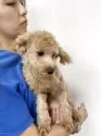 タイニープードル×ポメプー【茨城県・男の子・2025年3月16日・アプリコット】の写真7