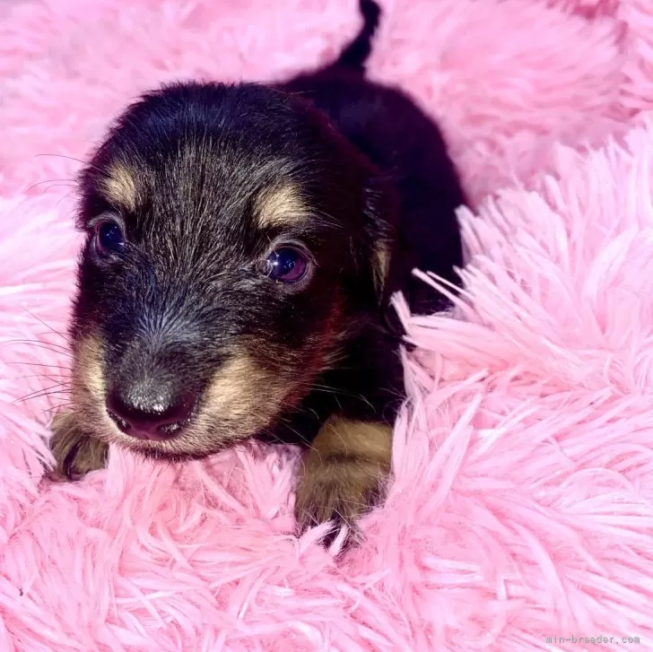 ID:2404-05247の子犬