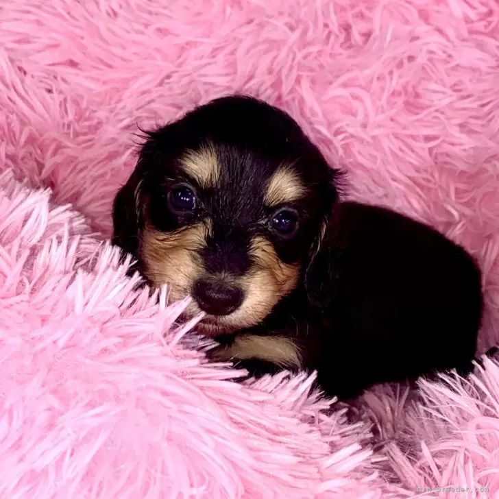 ID：2404-05054の子犬