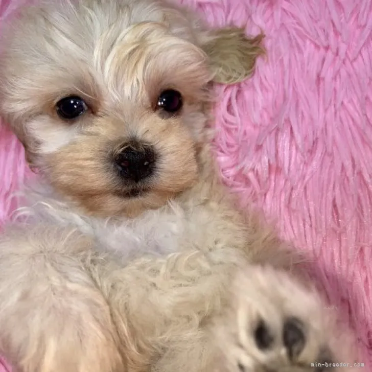 ID：2310-02171の子犬