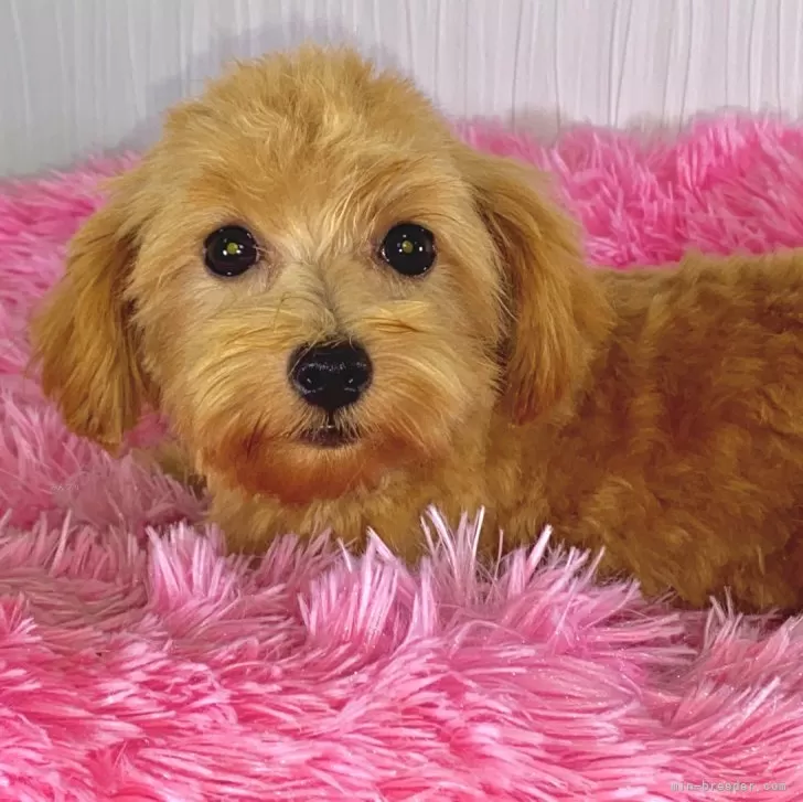 ID：2311-01772の子犬
