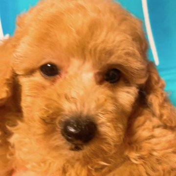 トイプードル(タイニー)【茨城県・女の子・2023年7月1日・アプリコット】の写真「ＰＲＡ,DM,vWD1発症なし。」