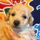 トイプードル×チワプー【茨城県・男の子・2023年2月5日・クリーム】の写真1