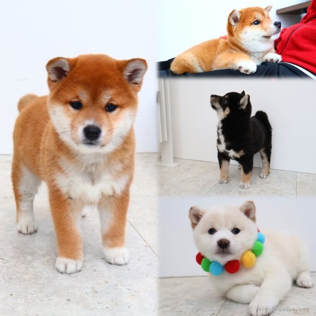 今まで生まれた子犬達です❣️｜高橋　悠理亜(たかはし　ゆりあ)ブリーダー(北海道・柴犬など・日本犬保存会/KCJ登録)の紹介写真3