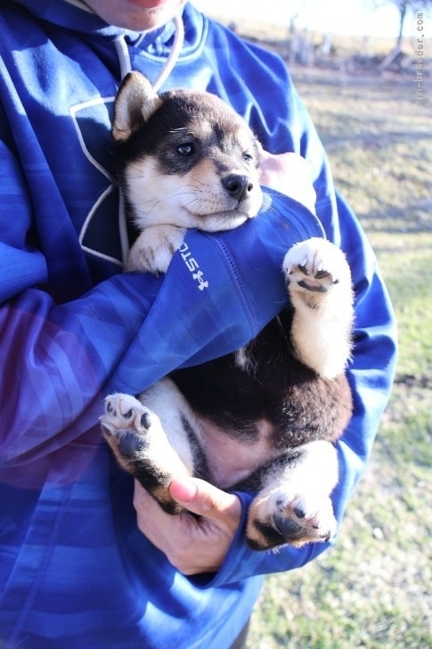 高橋悠理亜ブリーダーのブログ：スタッフと犬舎の犬たち