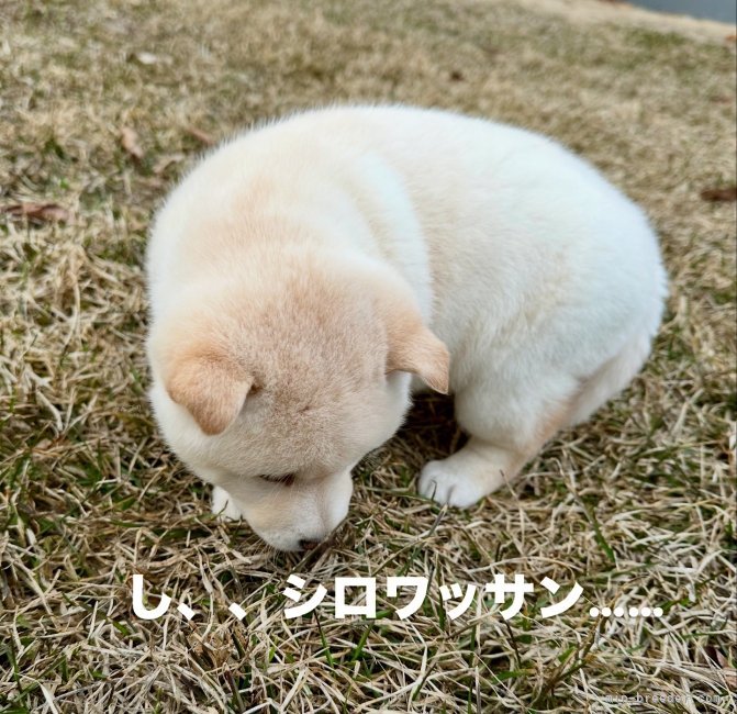 高橋悠理亜ブリーダーのブログ：ぷくぷく