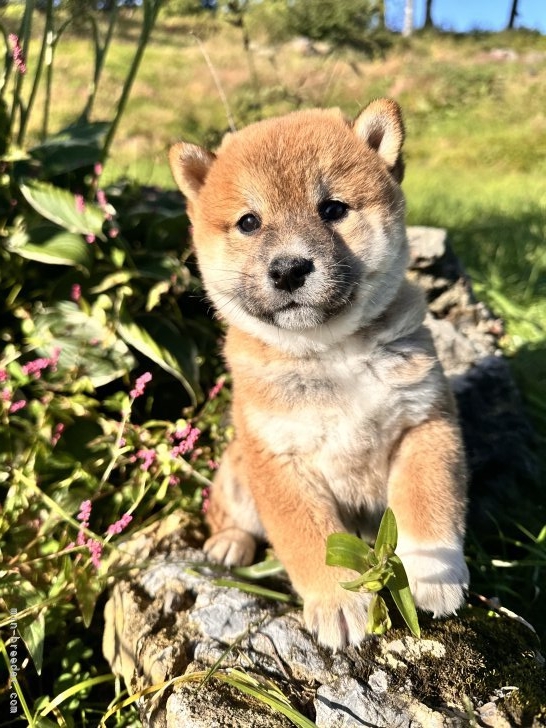 高橋悠理亜ブリーダーのブログ：北海道の自然で育つ健康子犬｜母乳育成と基礎トレーニングで安心のお迎え
