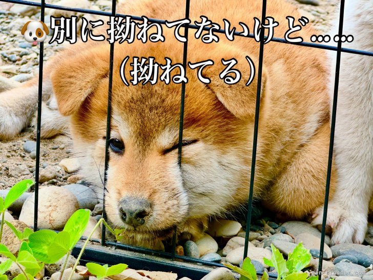 高橋悠理亜ブリーダーのブログ：拗ねてる？