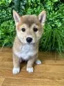 柴犬(標準サイズ)【北海道・男の子・2025年4月24日・赤】の写真9