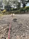 柴犬(標準サイズ)【北海道・女の子・2025年7月27日・白】の写真10