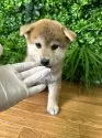 柴犬(標準サイズ)【北海道・男の子・2025年4月24日・赤】の写真10
