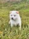 柴犬(標準サイズ)【北海道・男の子・2025年8月20日・白】の写真11