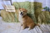 柴犬(標準サイズ)【北海道・男の子・2025年6月25日・赤】の写真9