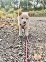 柴犬(標準サイズ)【北海道・女の子・2025年7月27日・白】の写真11