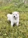 柴犬(標準サイズ)【北海道・男の子・2025年8月20日・白】の写真12