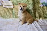 柴犬(標準サイズ)【北海道・男の子・2025年6月25日・赤】の写真10