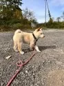 柴犬(標準サイズ)【北海道・女の子・2025年7月27日・白】の写真13