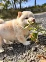 柴犬(標準サイズ)【北海道・女の子・2025年9月3日・白】の写真13