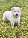 柴犬(標準サイズ)【北海道・男の子・2025年8月20日・白】の写真14