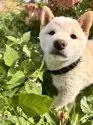 柴犬(標準サイズ)【北海道・女の子・2025年7月27日・白】の写真14