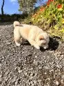 柴犬(標準サイズ)【北海道・女の子・2025年9月3日・白】の写真14