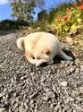 柴犬(標準サイズ)【北海道・女の子・2025年9月3日・白】の写真15