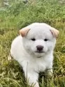 柴犬(標準サイズ)【北海道・男の子・2025年8月20日・白】の写真15