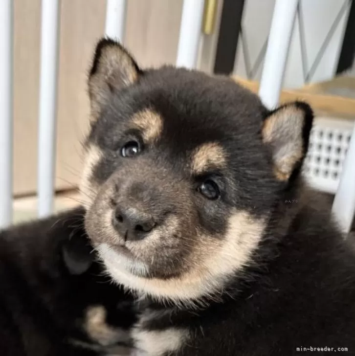 ID：2509-02028の子犬