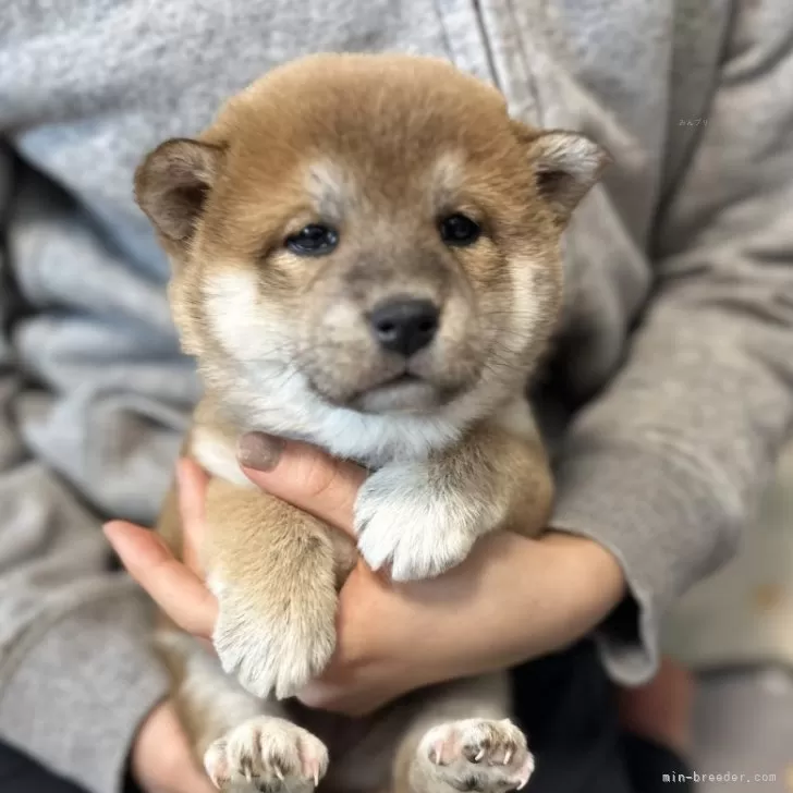 ID:2412-07388の子犬