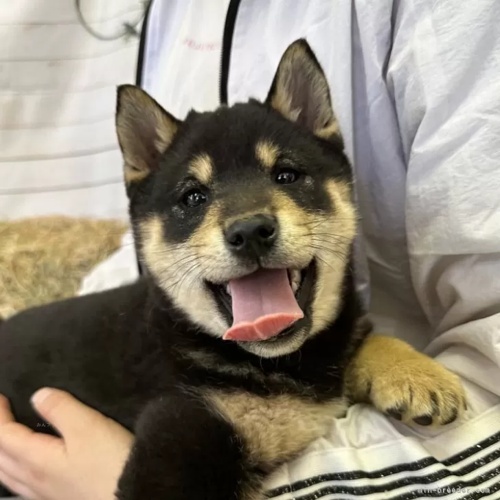 柴犬(標準サイズ)【北海道・男の子・2025年2月14日・黒】の写真1「0796」