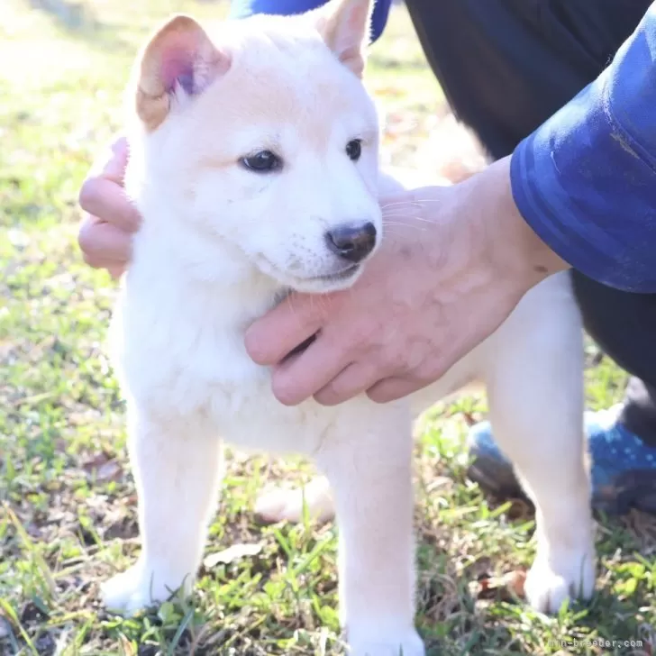 柴犬(標準サイズ)【北海道・男の子・2025年2月7日・白】の写真1