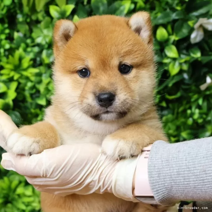 柴犬(標準サイズ)【北海道・男の子・2025年6月25日・赤】の写真1「ピンク首輪」