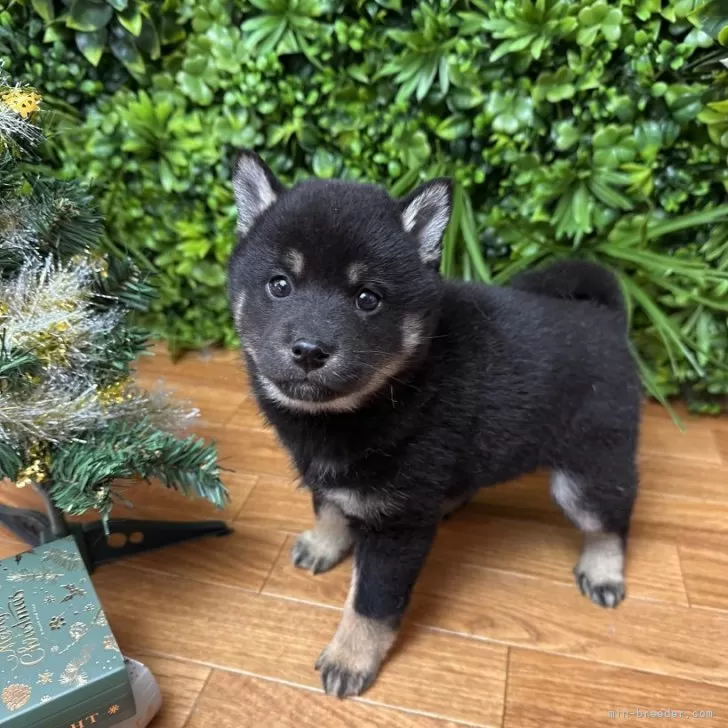 柴犬(標準サイズ)【北海道・女の子・2025年10月5日・黒】の写真1