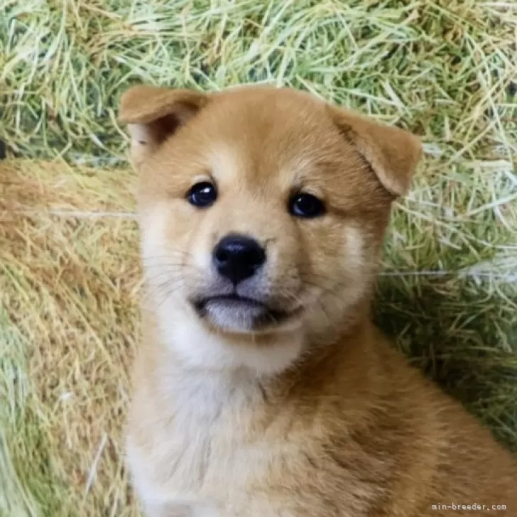 柴犬(標準サイズ)【北海道・男の子・2025年6月25日・赤】の写真1
