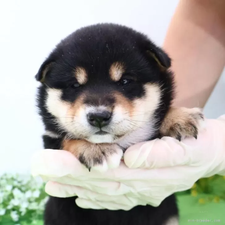 ID:2503-02350の子犬
