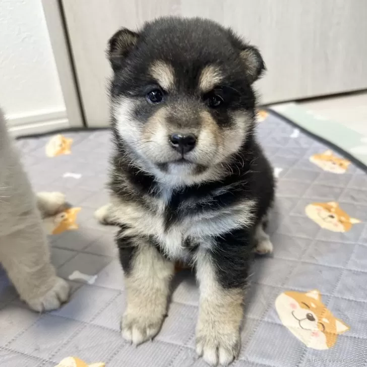 ID:2412-03990の子犬