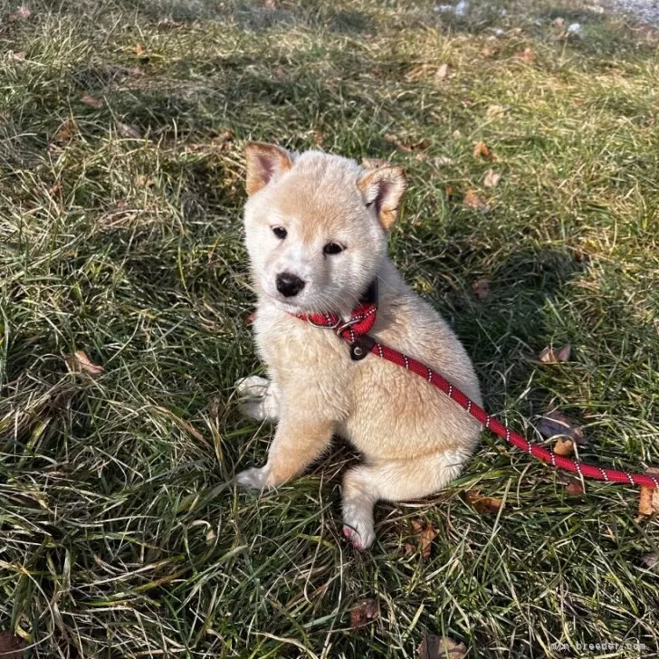 柴犬(標準サイズ)【北海道・女の子・2025年9月20日・白】の写真1「8012」