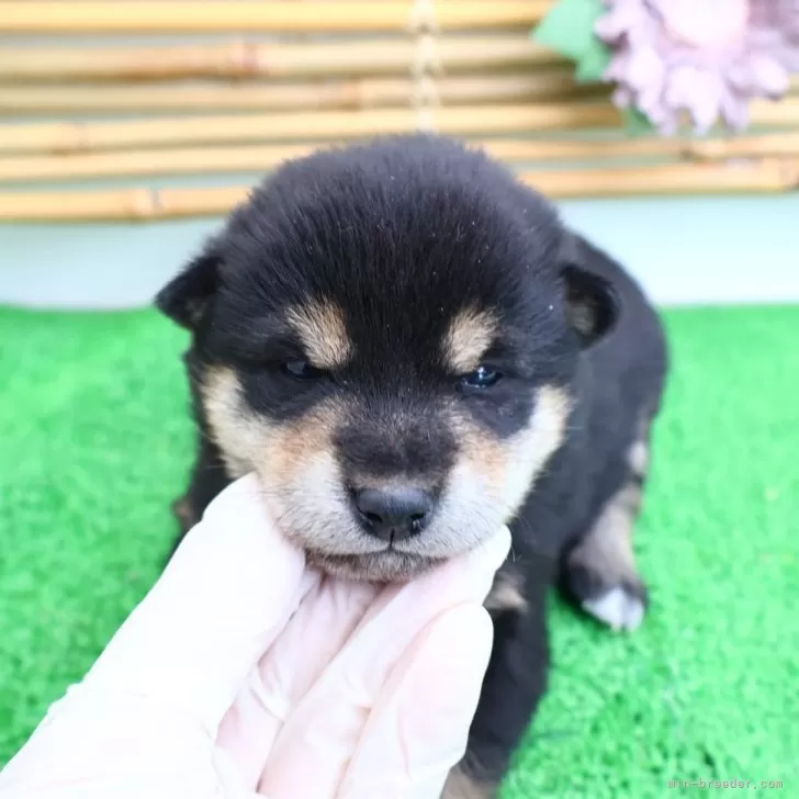 ID:2503-02349の子犬