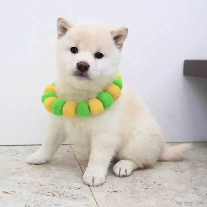 キャンディ 様のお迎えした子犬