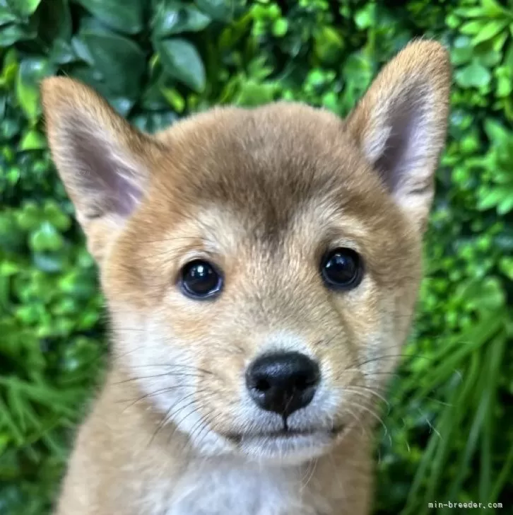 柴犬(標準サイズ)【北海道・男の子・2025年4月24日・赤】の写真1「548」