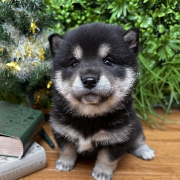 柴犬(標準サイズ)【北海道・男の子・2025年10月19日・黒】の写真「極ぷくぷく柴🩷性格穏やか」