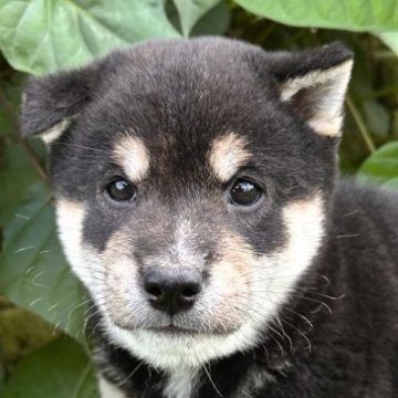柴犬(標準サイズ)【北海道・男の子・2025年8月16日・黒】の写真「トイレトレーニング始めてます🫶🏻」