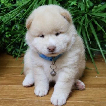 柴犬(標準サイズ)【北海道・男の子・2025年7月30日・白】の写真「ぷくぷく柴　もこもこ❣️」