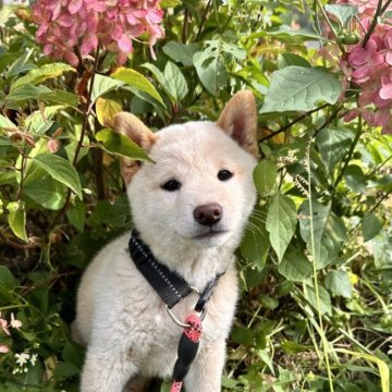 柴犬(標準サイズ)【北海道・女の子・2025年7月27日・白】の写真「美人な白柴🩷トイレトレーニングok🙆‍♀️」