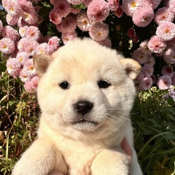 柴犬(標準サイズ)【北海道・女の子・2025年9月3日・白】の写真「トイレトレーニングok。健康診断異常なし💓」