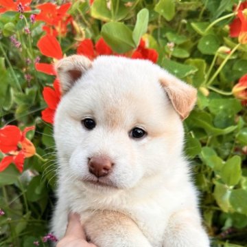柴犬(標準サイズ)【北海道・女の子・2025年8月20日・白】の写真「トイレトレーニング始めてます🫶🏻🙆‍♀️」