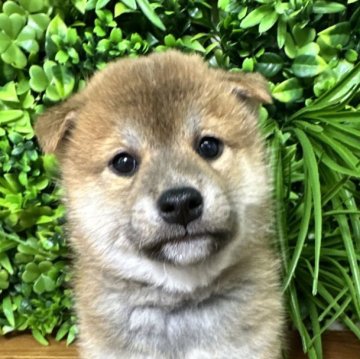 柴犬(標準サイズ)【北海道・男の子・2025年4月24日・赤】の写真「極ぷくぷく柴✨」