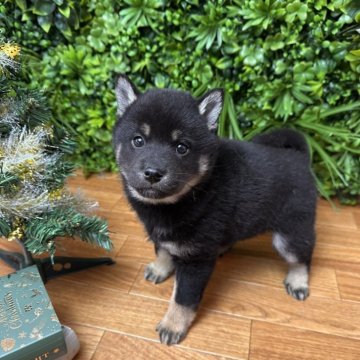 柴犬(標準サイズ)【北海道・女の子・2025年10月5日・黒】の写真「小さめ柴🩷性格穏やか大人しめ」