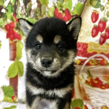柴犬(標準サイズ)【北海道・女の子・2025年5月8日・黒】の写真「大人気黒柴」