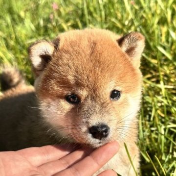 柴犬(標準サイズ)【北海道・女の子・2025年8月16日・赤】の写真「極ぷくぷく柴💓トイレトレーニングしてます」